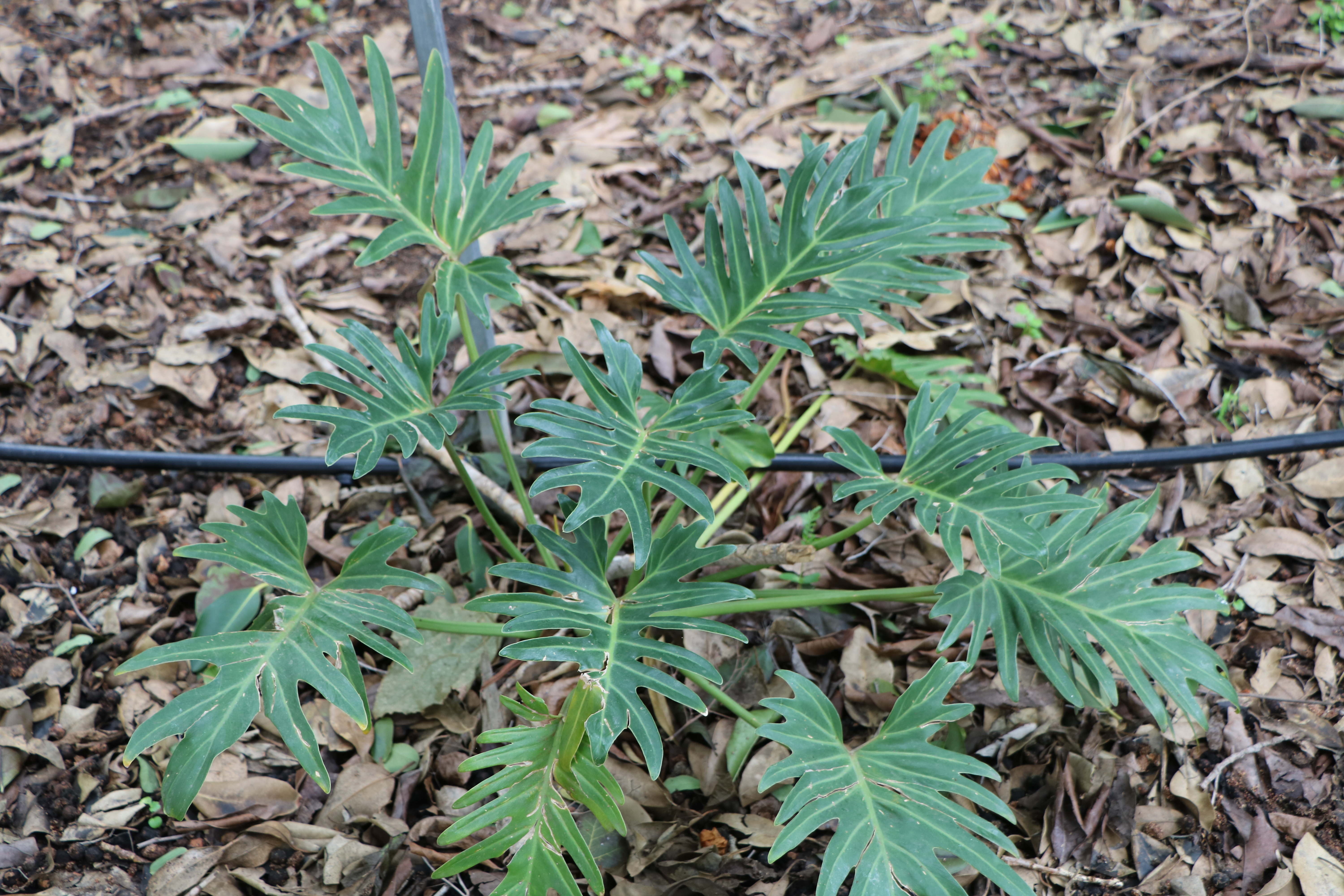 philodendron 